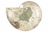 Cut & Polished Ammonite Fossil (Half) - Madagascar #191646-1